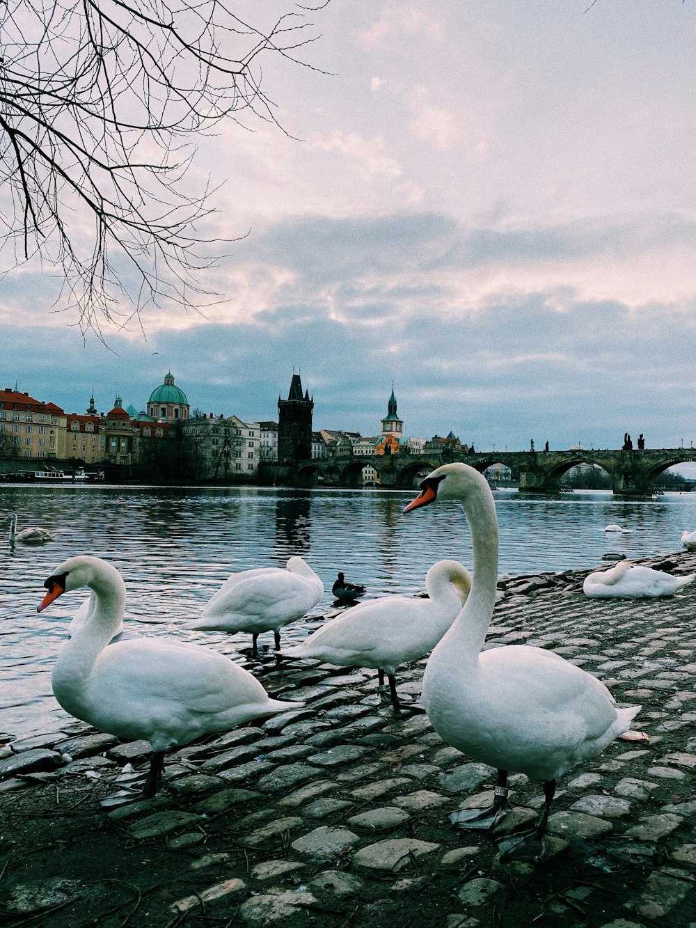 white swans on water during daytime