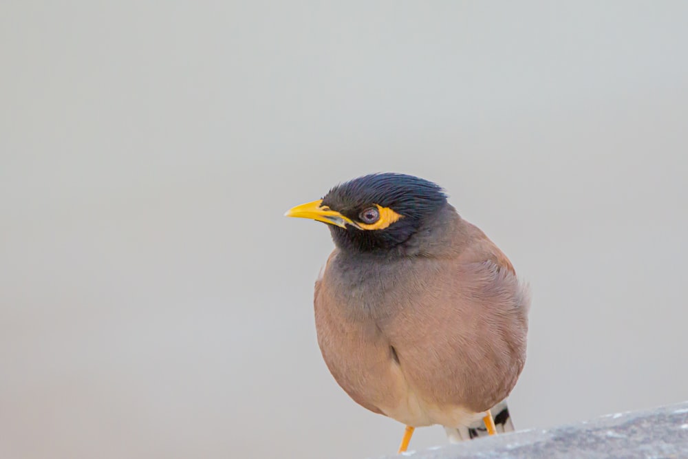 blue and brown bird on brown wooden surface