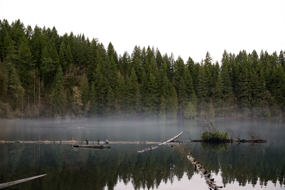 green trees beside lake during daytime