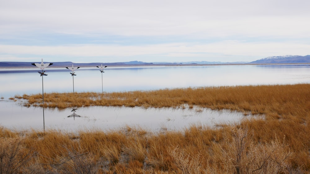 a group of birds standing on top of a dry grass covered field