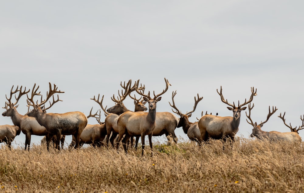 herd of deer on brown grass field during daytime