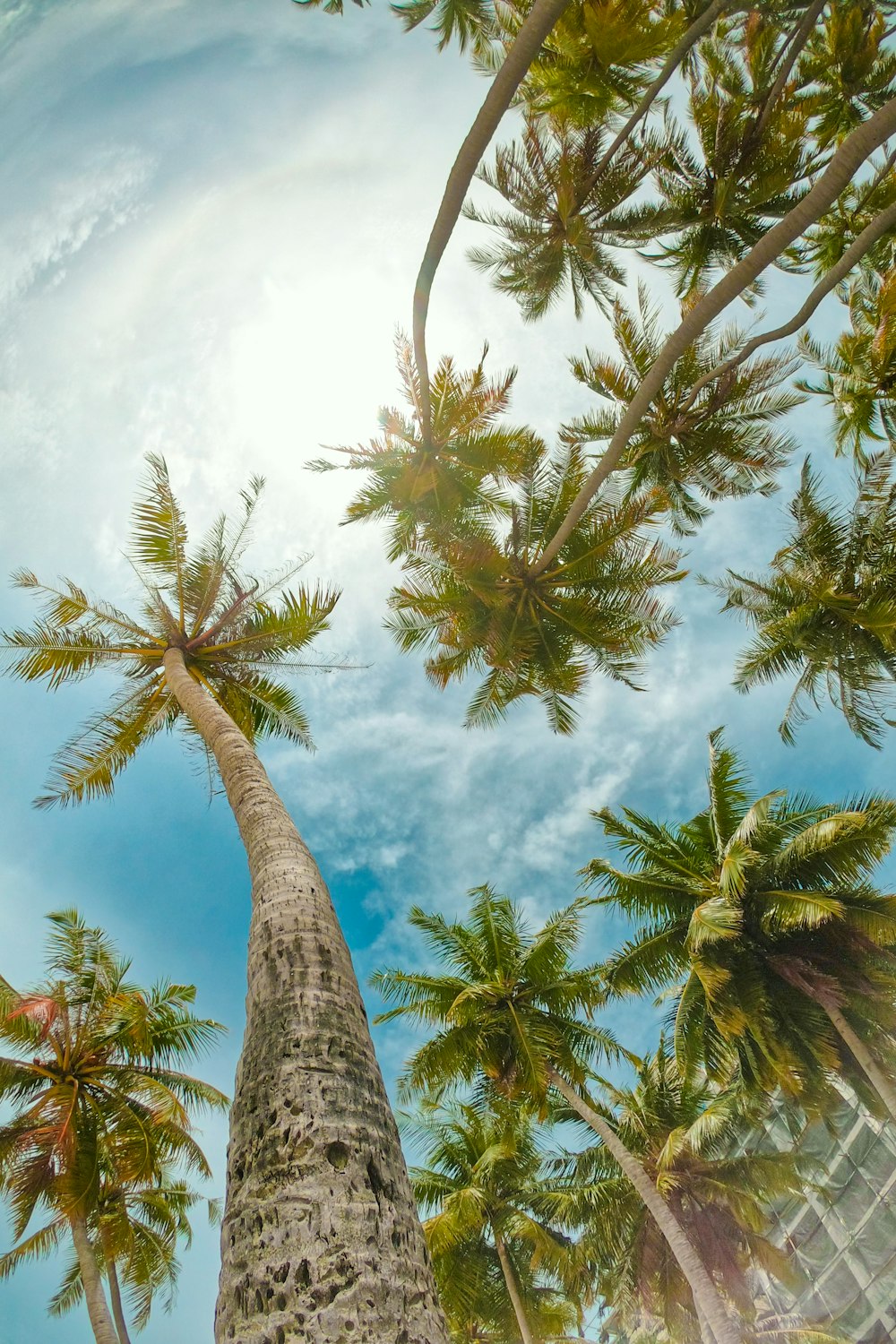 fotografia ad angolo basso delle palme sotto il cielo blu durante il giorno