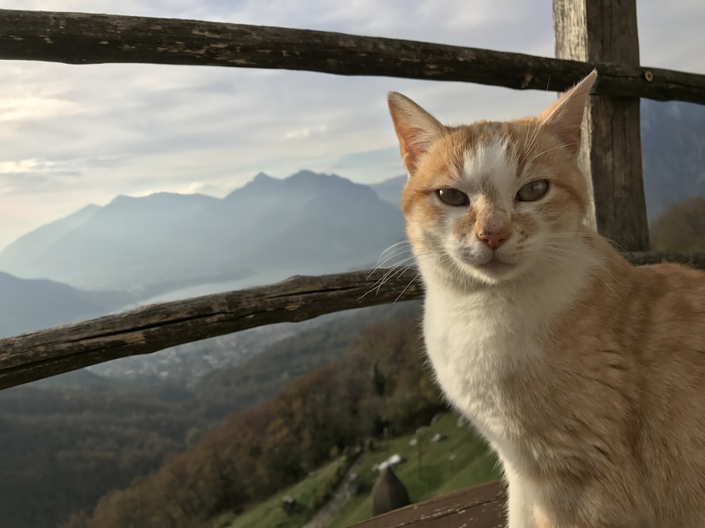 orange tabby cat on brown wooden fence during daytime