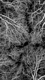 grayscale photo of leafless tree