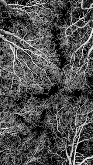 grayscale photo of leafless tree