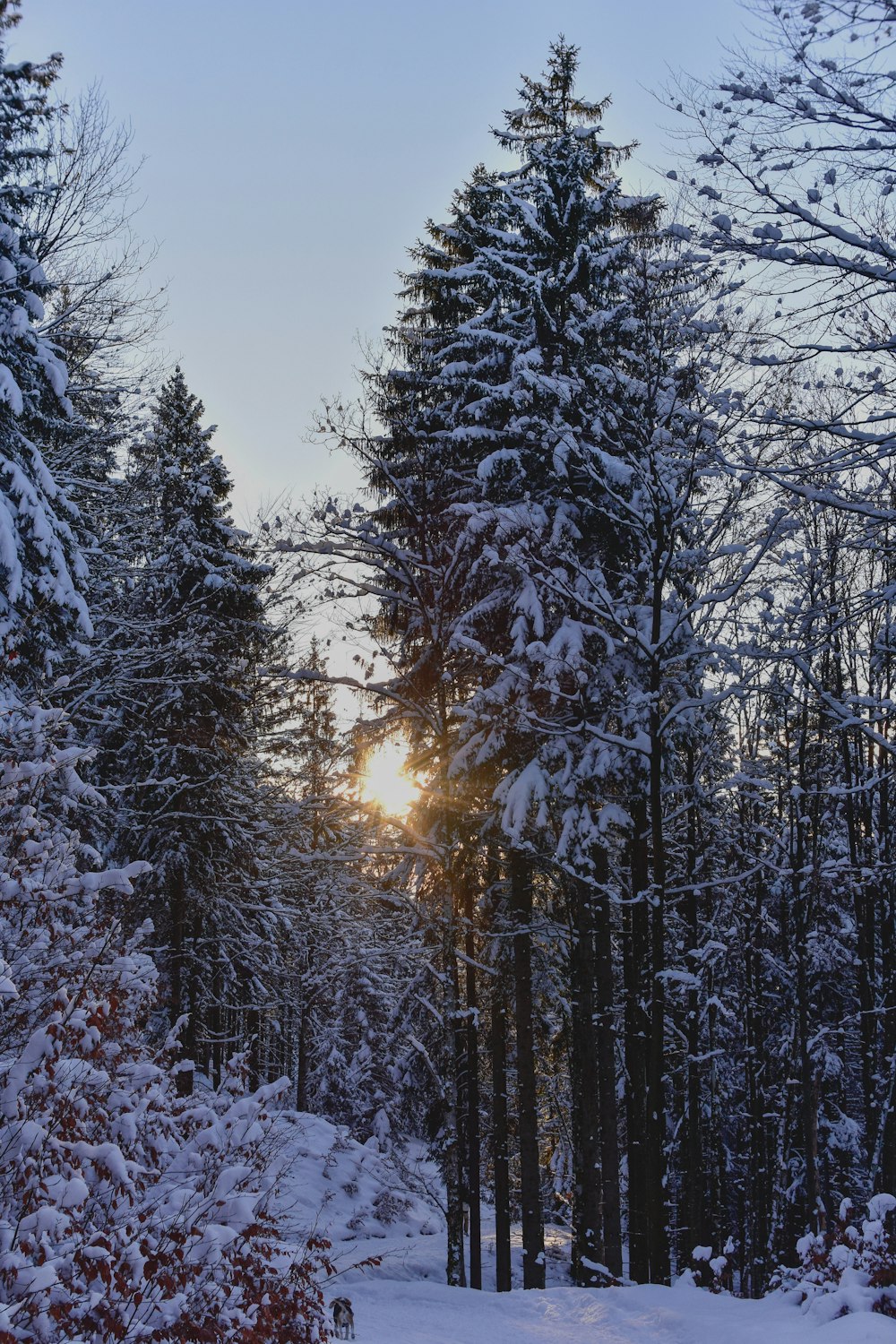 trees covered with snow during sunrise