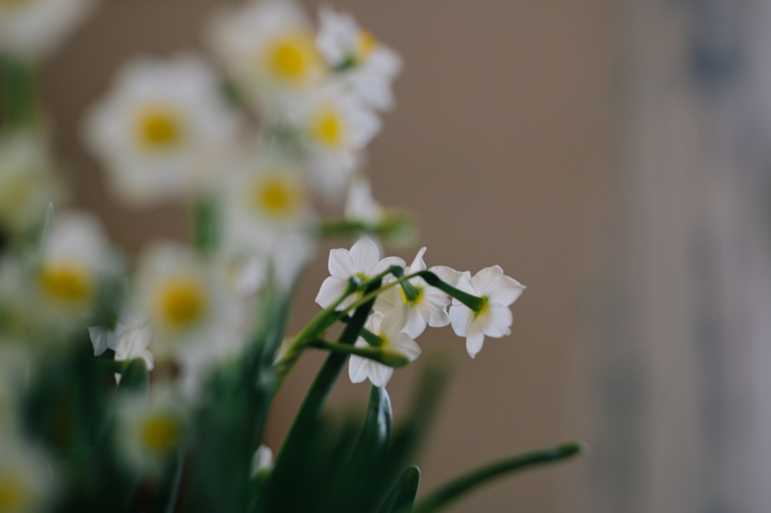 white and yellow flowers in tilt shift lens