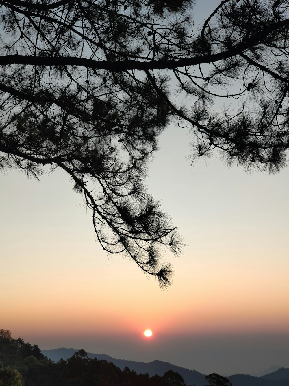 leafless tree during golden hour