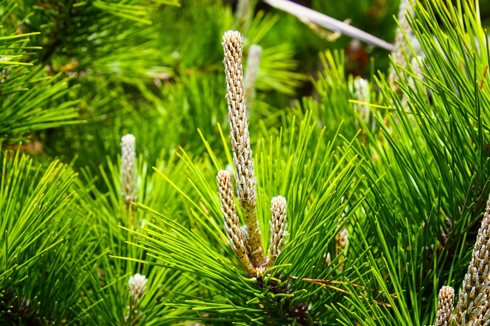 green and white plant during daytime