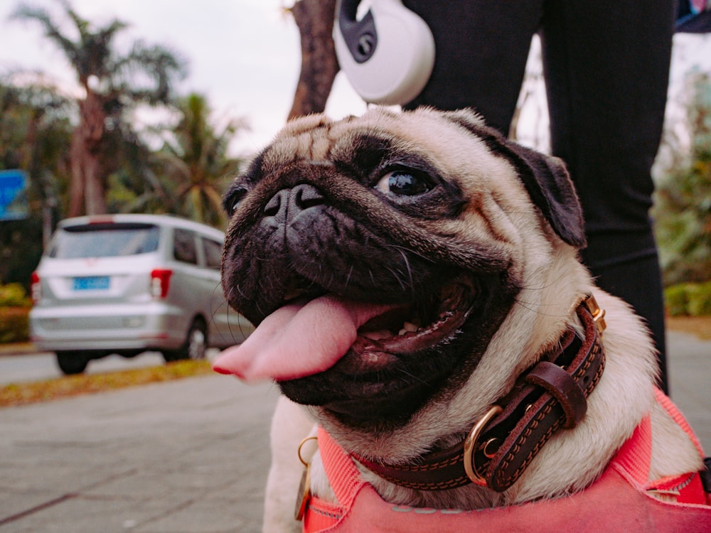 fawn pug with red and white plaid scarf