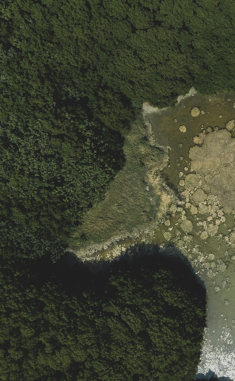 aerial view of green trees and body of water