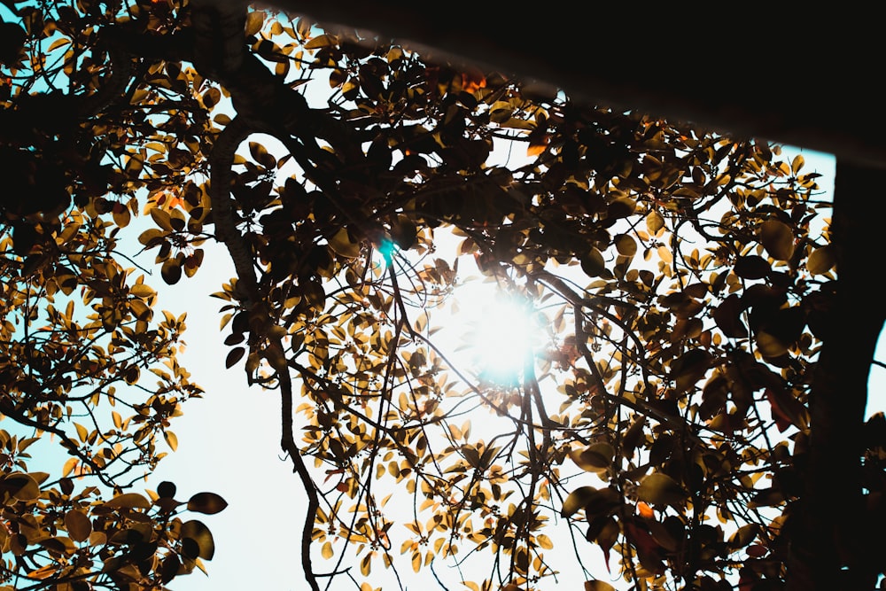 sun light coming through brown leaves