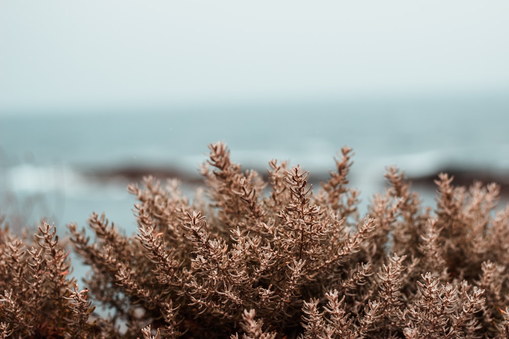 plante brune en gros plan photographie