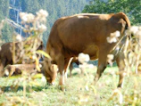 A close-up of cattle grazing peacefully in a sunlit pasture.