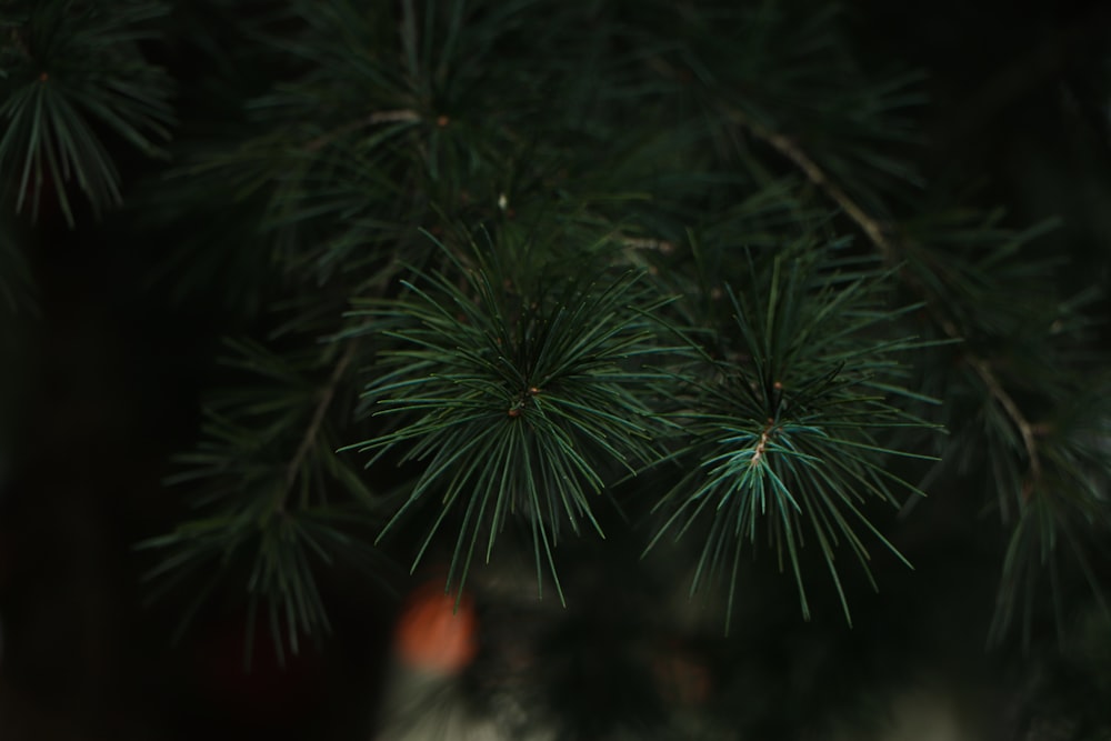 green pine tree in close up photography