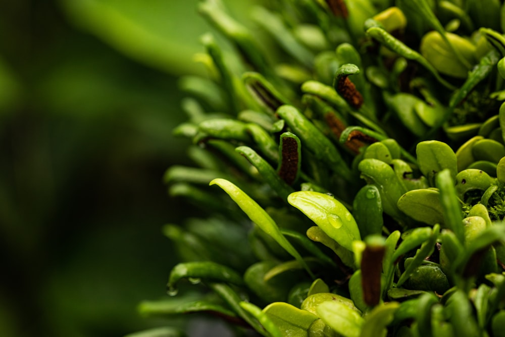 green plant in macro lens