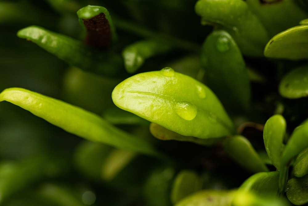 water droplets on green plant