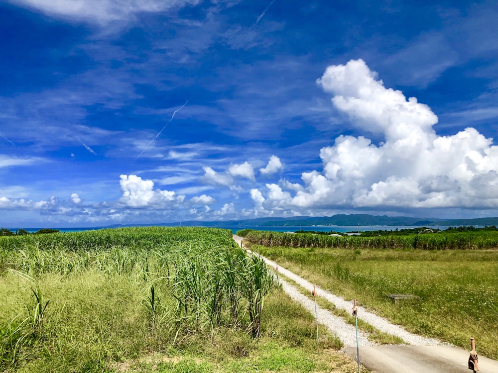 green grass field under blue sky and white clouds during daytime