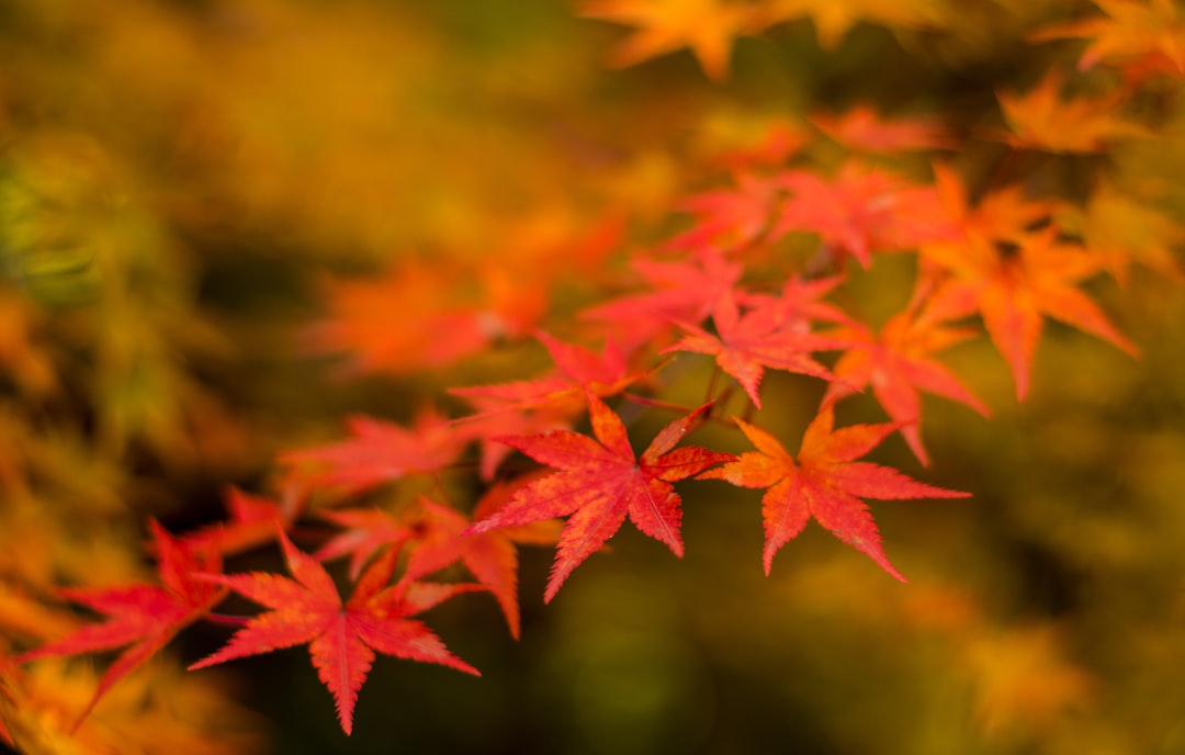 red maple leaves in tilt shift lens