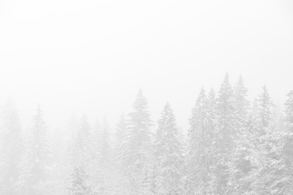 pine trees covered with snow