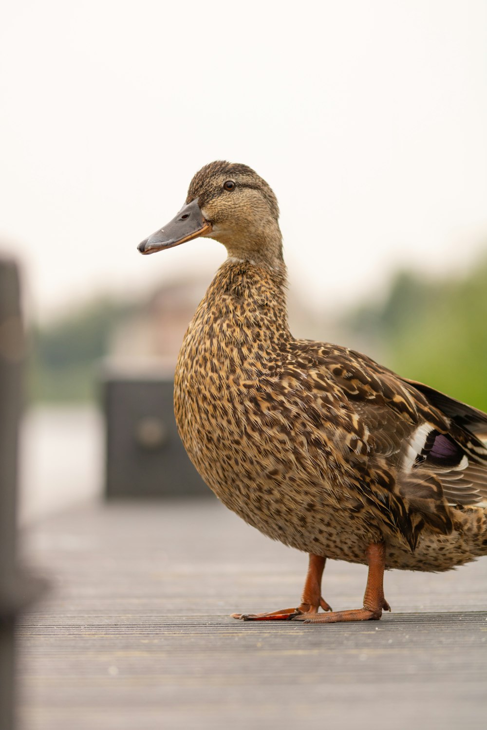 brown duck on gray concrete floor during daytime