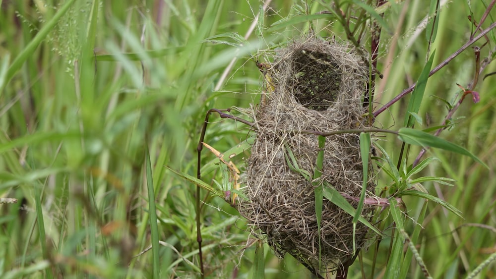 brown bird nest on green grass during daytime