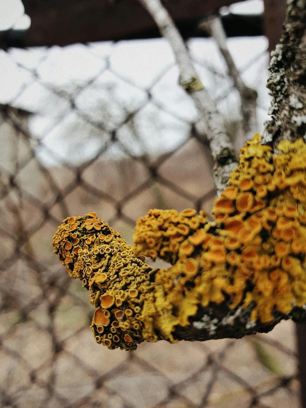 yellow and black leopard print textile on gray metal fence