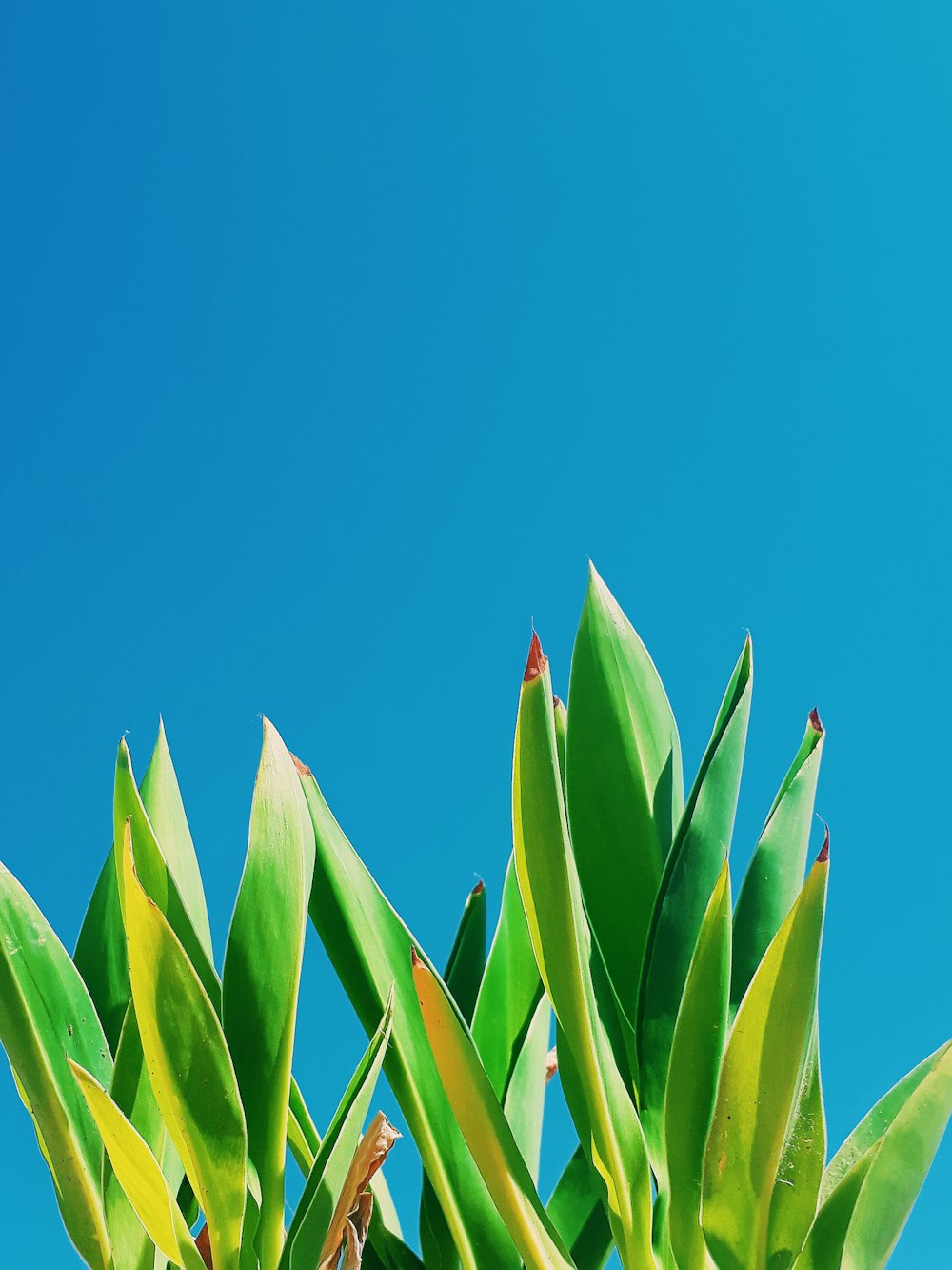 green banana leaves under blue sky during daytime