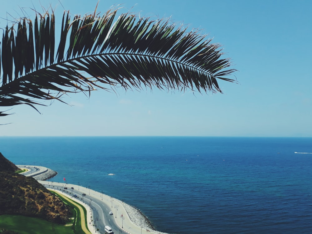 green palm tree near body of water during daytime