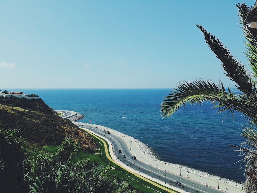 green palm tree near sea during daytime