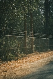 A chain-link fence runs alongside a wooded area, with tall trees visible behind it. The ground is covered with dry leaves, giving a sense of an autumn scene. Sunlight filters through the trees, creating dappled lighting on the fence and ground.