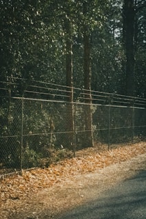 A chain-link fence runs alongside a wooded area, with tall trees visible behind it. The ground is covered with dry leaves, giving a sense of an autumn scene. Sunlight filters through the trees, creating dappled lighting on the fence and ground.