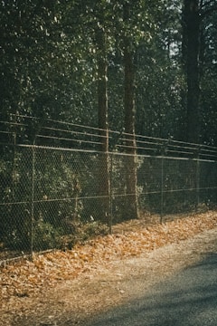 A chain-link fence runs alongside a wooded area, with tall trees visible behind it. The ground is covered with dry leaves, giving a sense of an autumn scene. Sunlight filters through the trees, creating dappled lighting on the fence and ground.