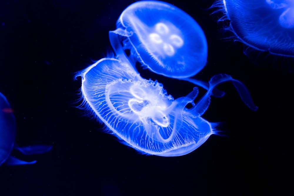 medusas azules con fondo blanco