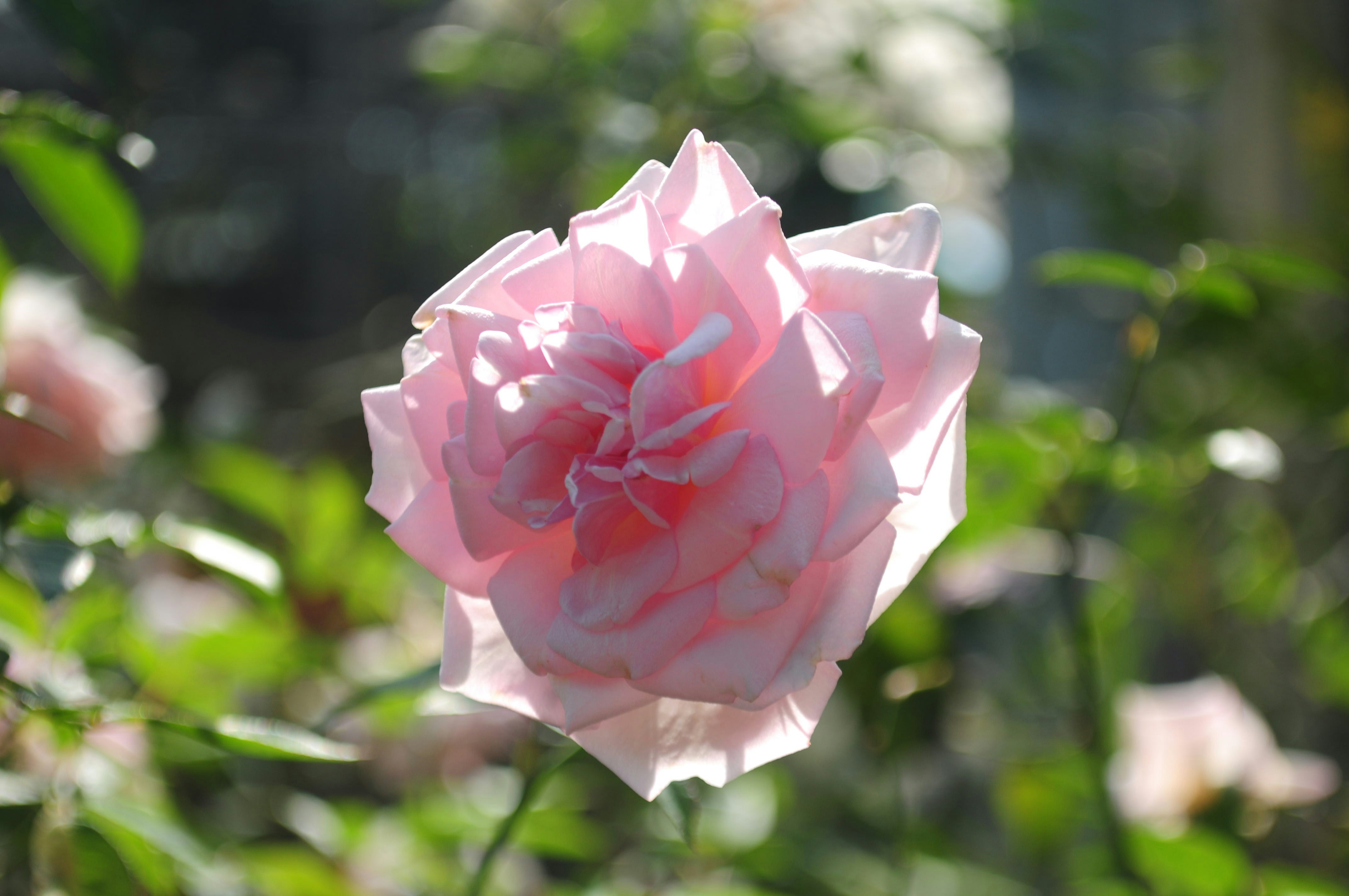 Photo by lycanthropeib