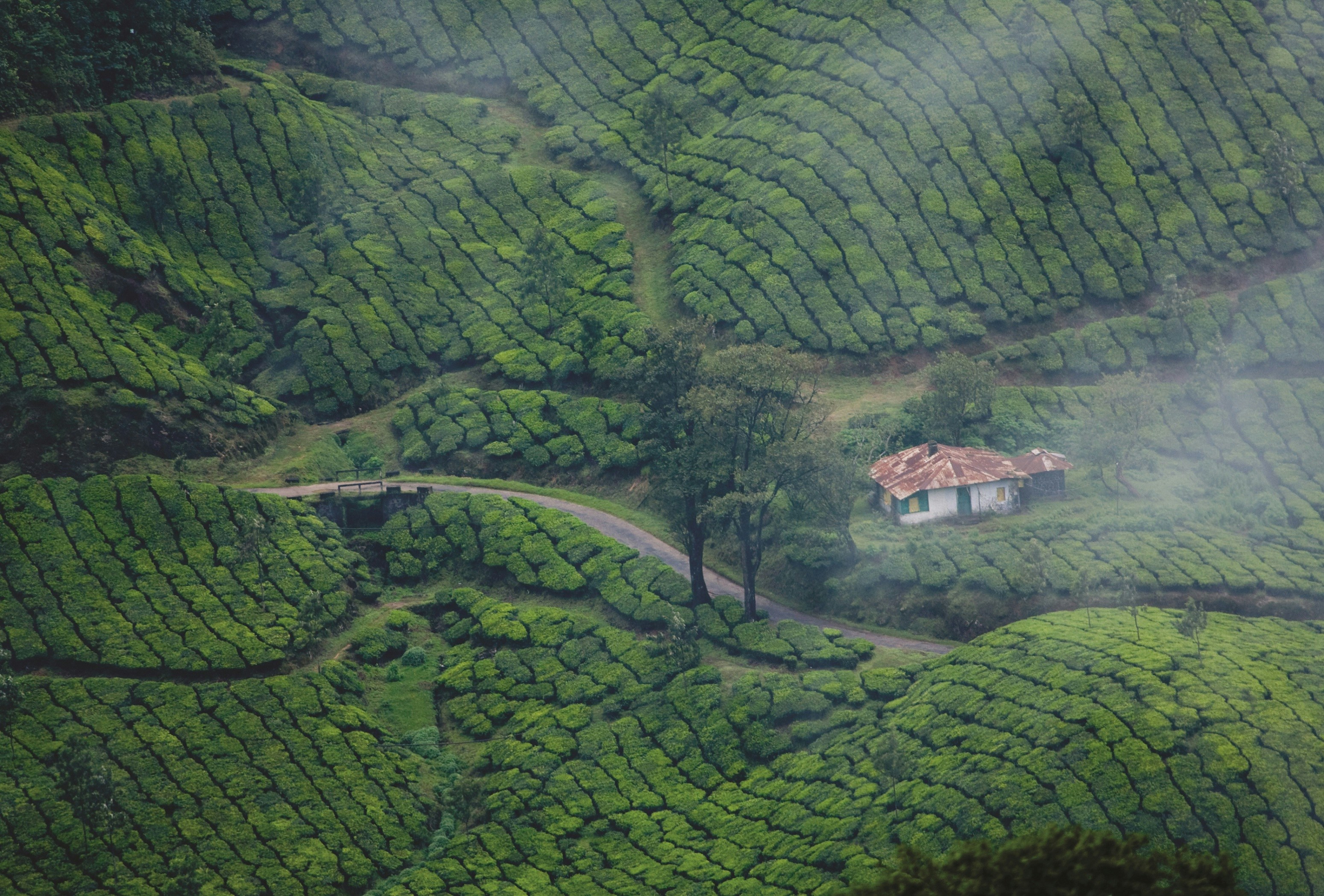 Munnar in Kerala
