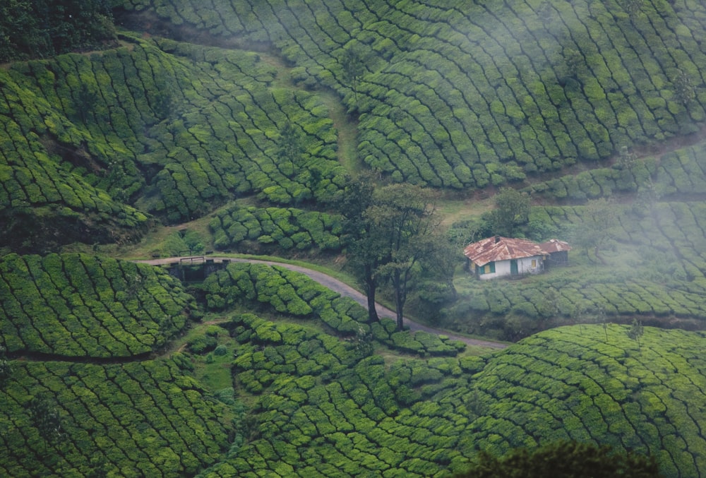 casa branca e marrom no campo verde da grama