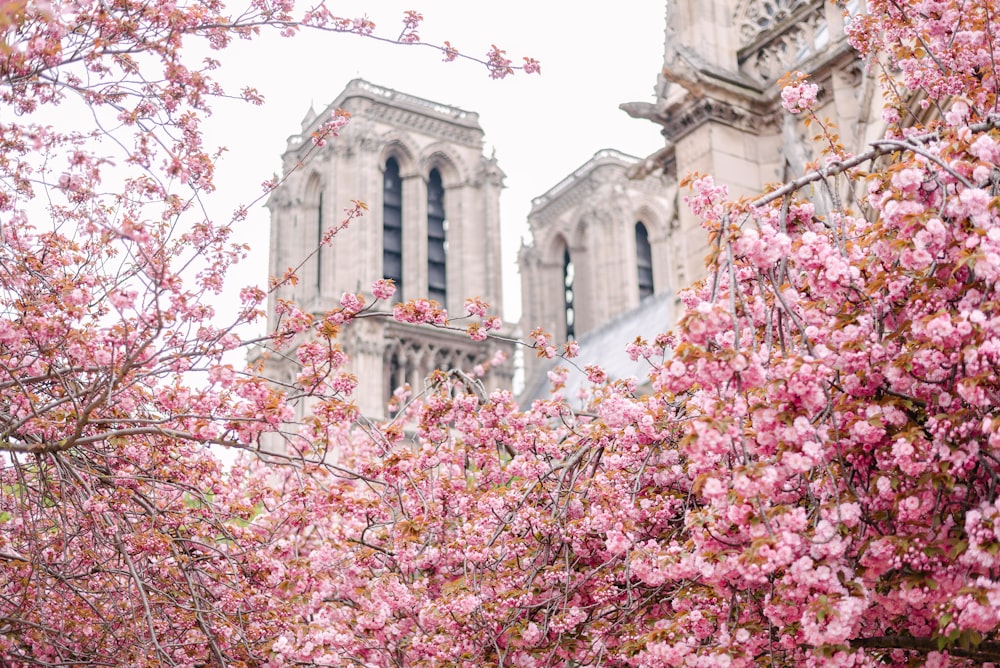 pink flowers near white concrete building during daytime