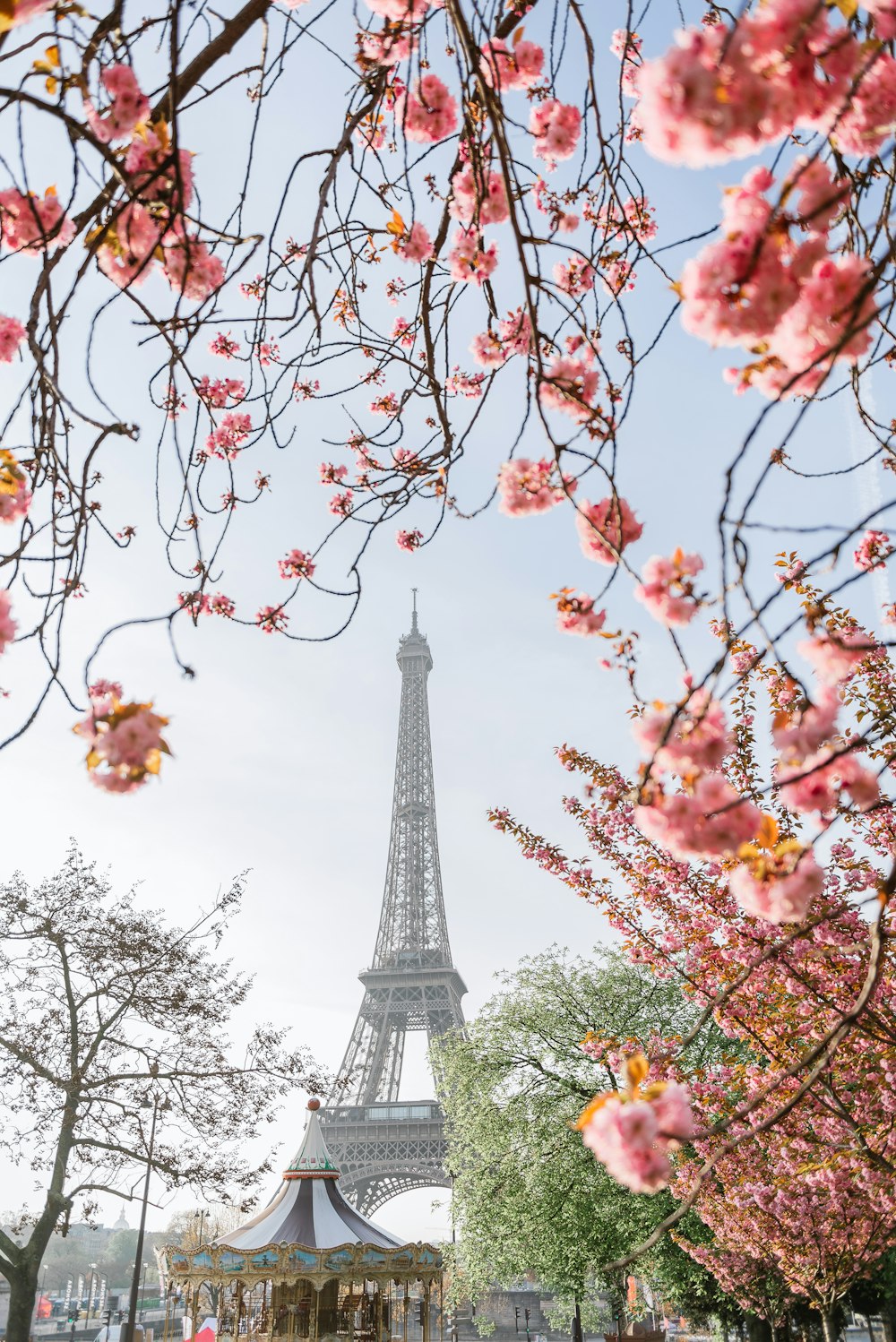 pink and white flowers near eiffel tower during daytime