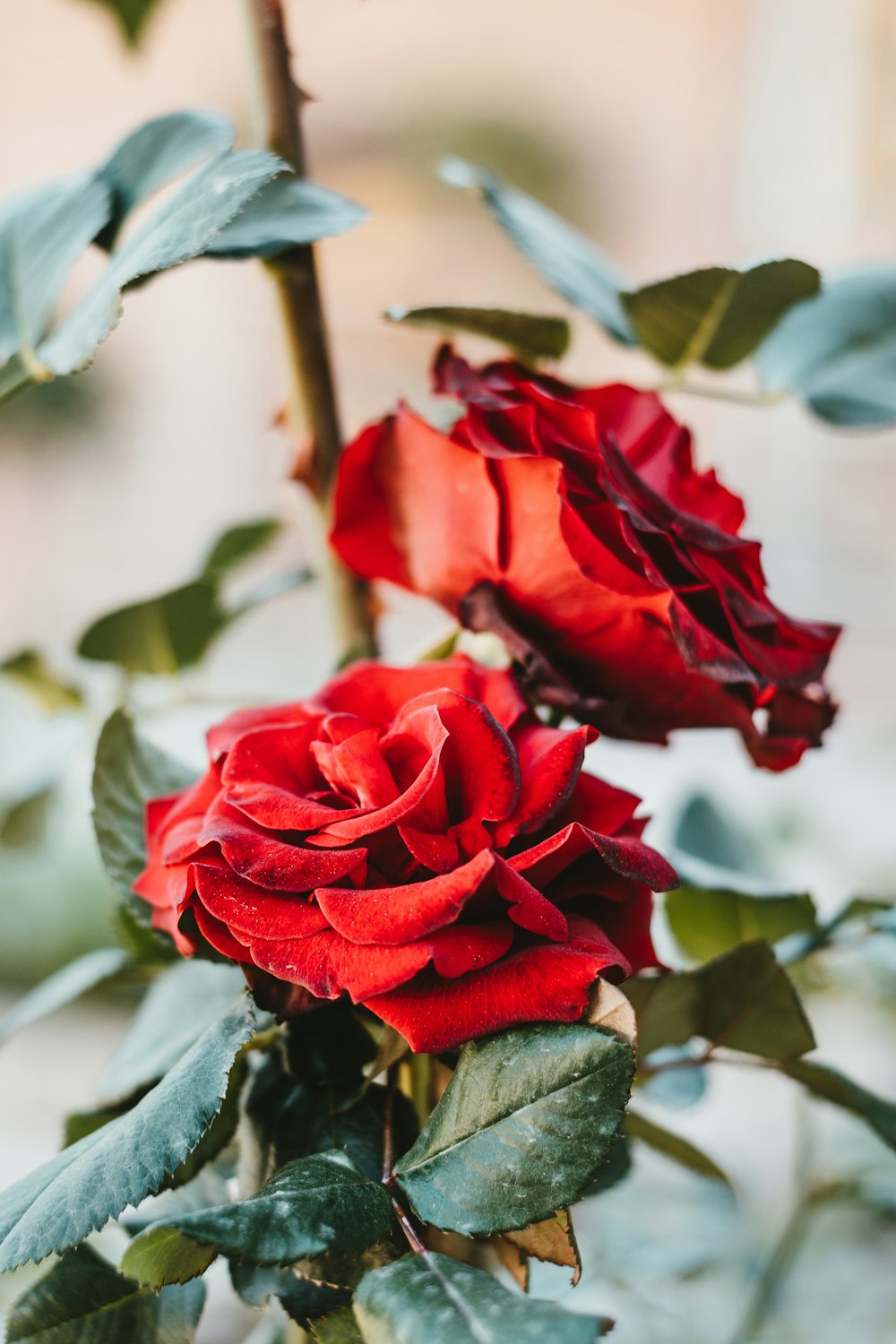 red rose in bloom during daytime