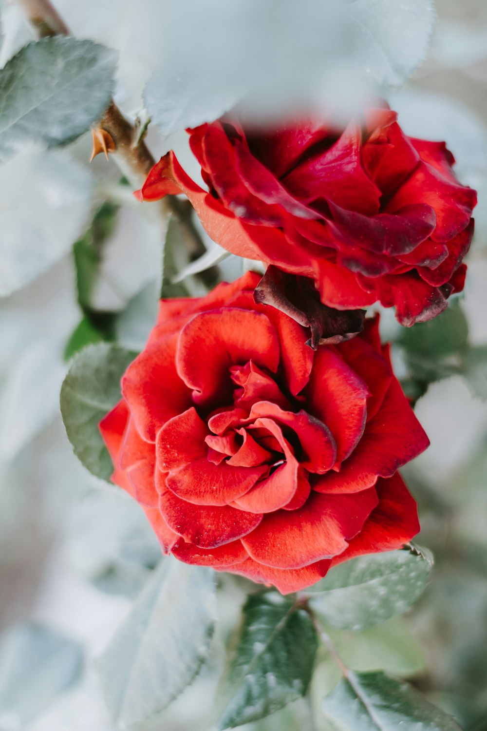 red rose in bloom during daytime