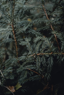 Différents stades de développement des punaises de lit