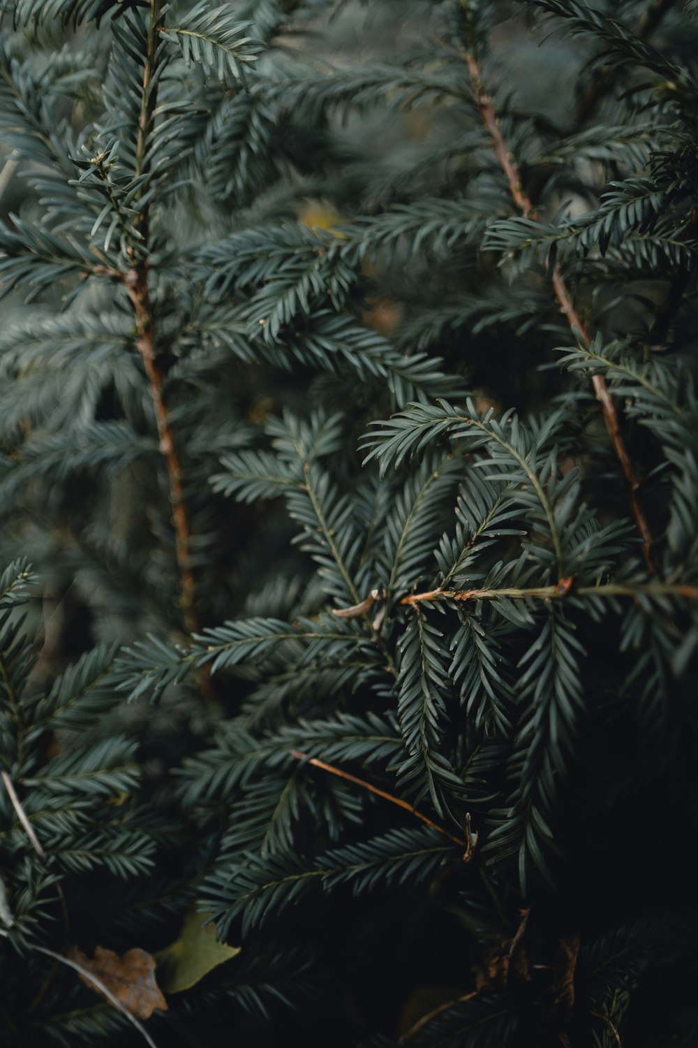 green pine tree leaves during daytime