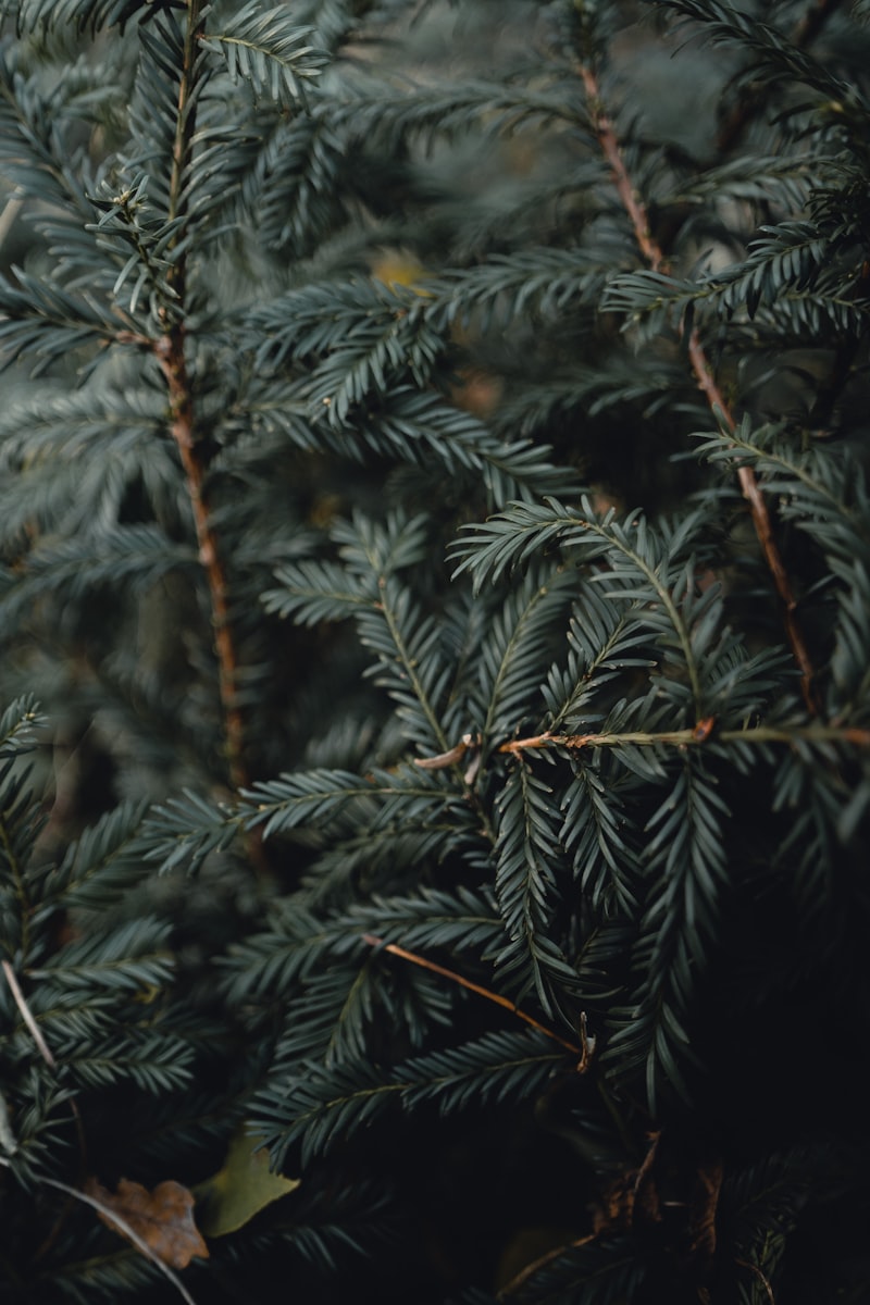 Zen garden with bonsai