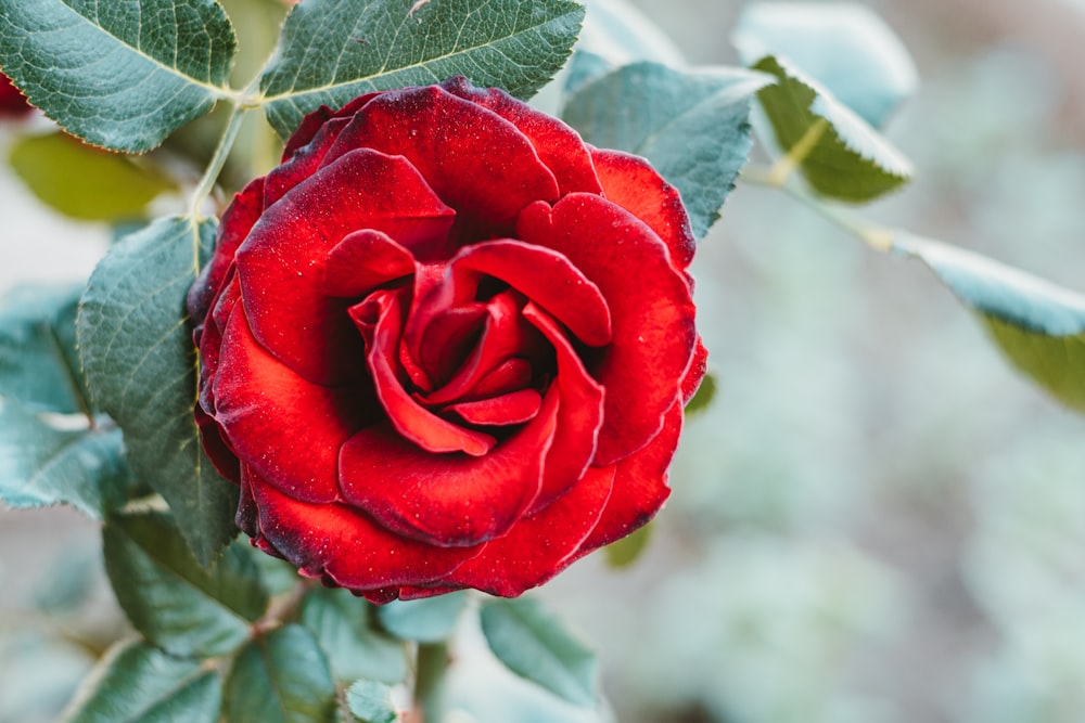 red rose in bloom during daytime