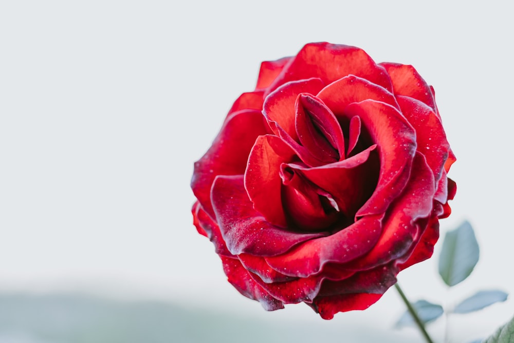 red rose in close up photography