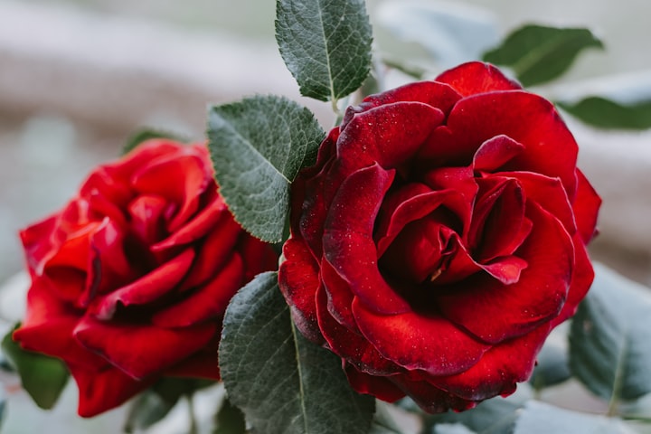 The symbol of enduring love: a Rose