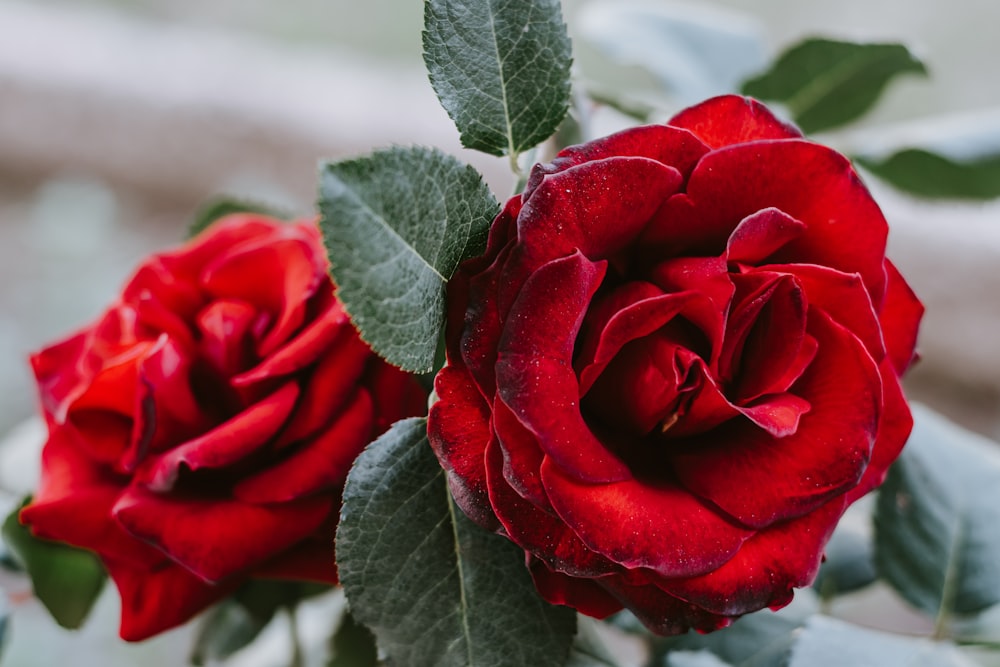 Rote Rose blüht tagsüber