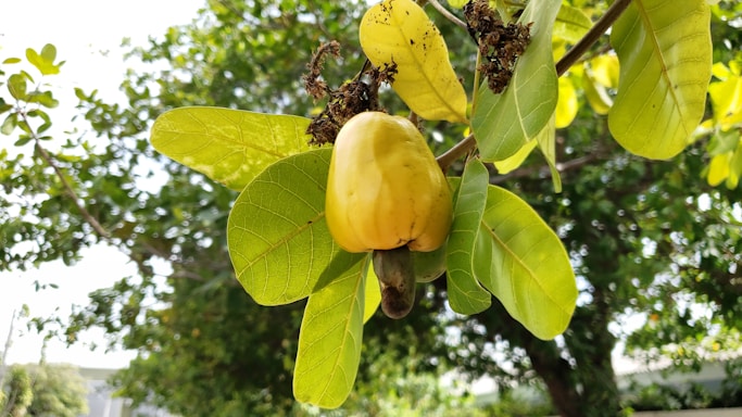 A cashew fruit hanging from a branch with vibrant green leaves surrounding it. The foreground shows the yellow cashew apple with the nut attached underneath, while the background consists of a lush green tree blurred in the distance.