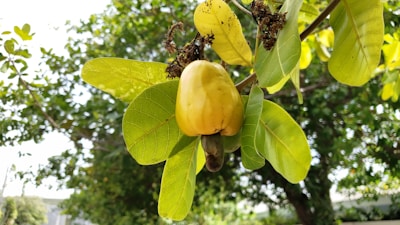 A cashew fruit hanging from a branch with vibrant green leaves surrounding it. The foreground shows the yellow cashew apple with the nut attached underneath, while the background consists of a lush green tree blurred in the distance.